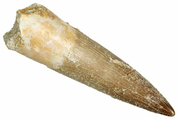 Fossil Plesiosaur (Zarafasaura) Tooth - Morocco #344258